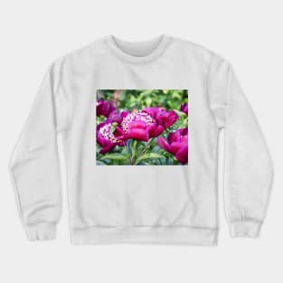 Beautiful Deep Magenta Peonies in Late May Crewneck Sweatshirt